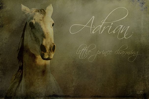 74-serie-adrian-prince