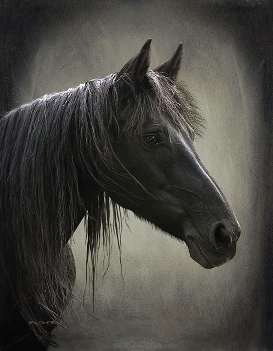 81-gipsy